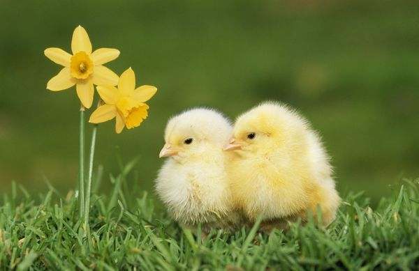 two baby chicks by two daffodils
